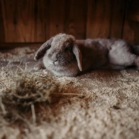 Lerch Sankt Johann im Pongau