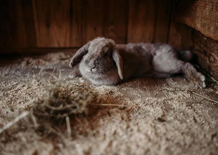 Lerch 蓬高圣约翰